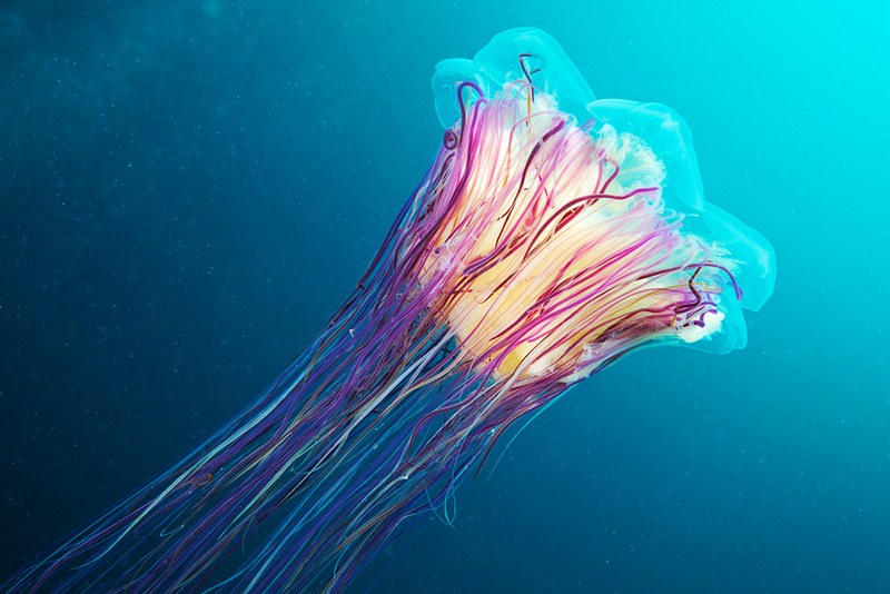 Illustration for article titled Perhaps the Most Beautiful Undersea Photography We've Ever Seen